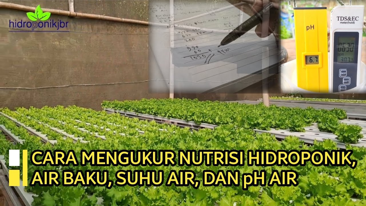 CARA MENGUKUR NUTRISI HIDROPONIK, AIR BAKU, SUHU AIR DAN pH AIR #hidroponikindonesia