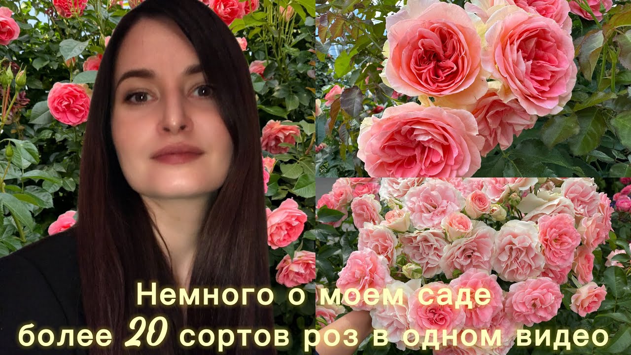 Рассказываю о своем саде в преддверии нового сезона, в видео фигурируют более 20 сортов роз. 