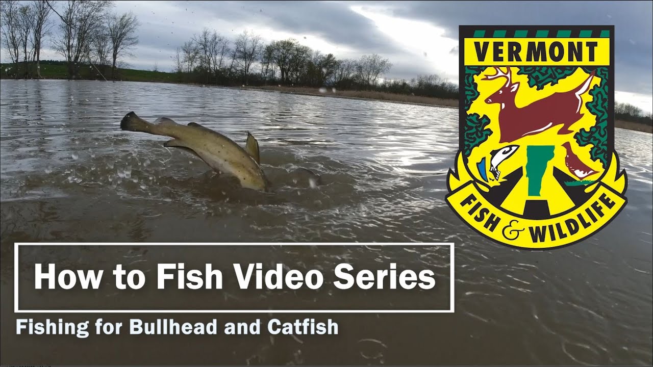 How to Catch Bullhead in the Spring