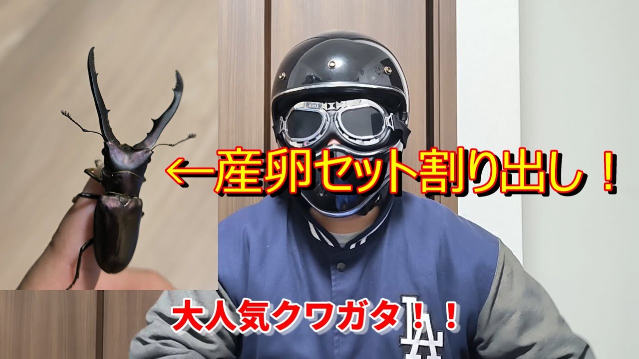 メタリフェルホソアカクワガタの幼虫はとれたかな？