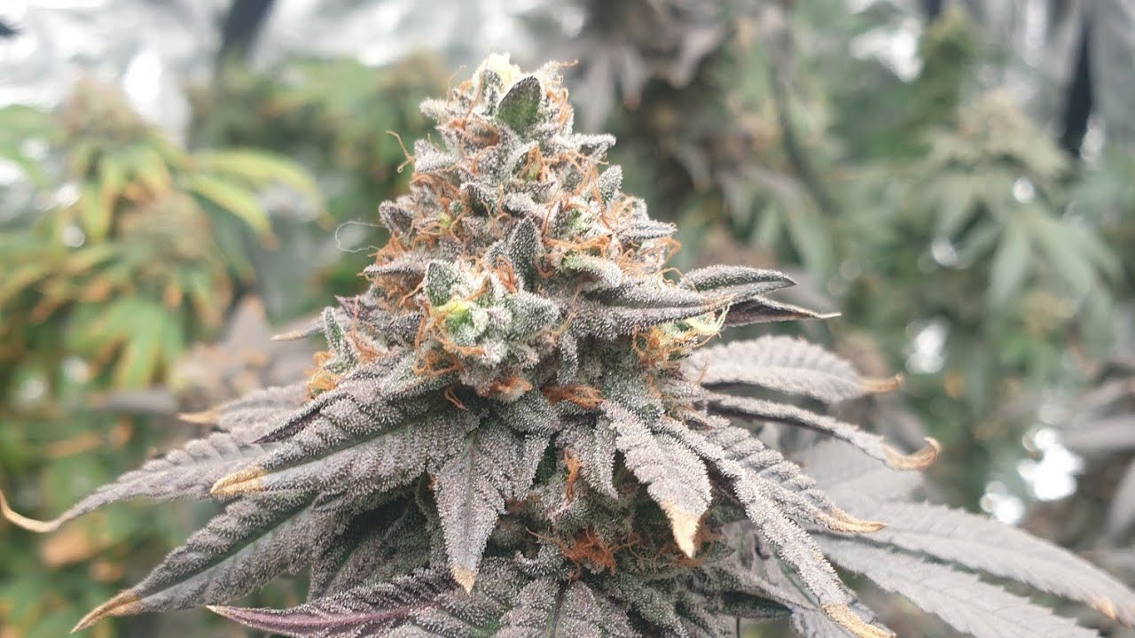 Topshelf Cannabis fundamentals