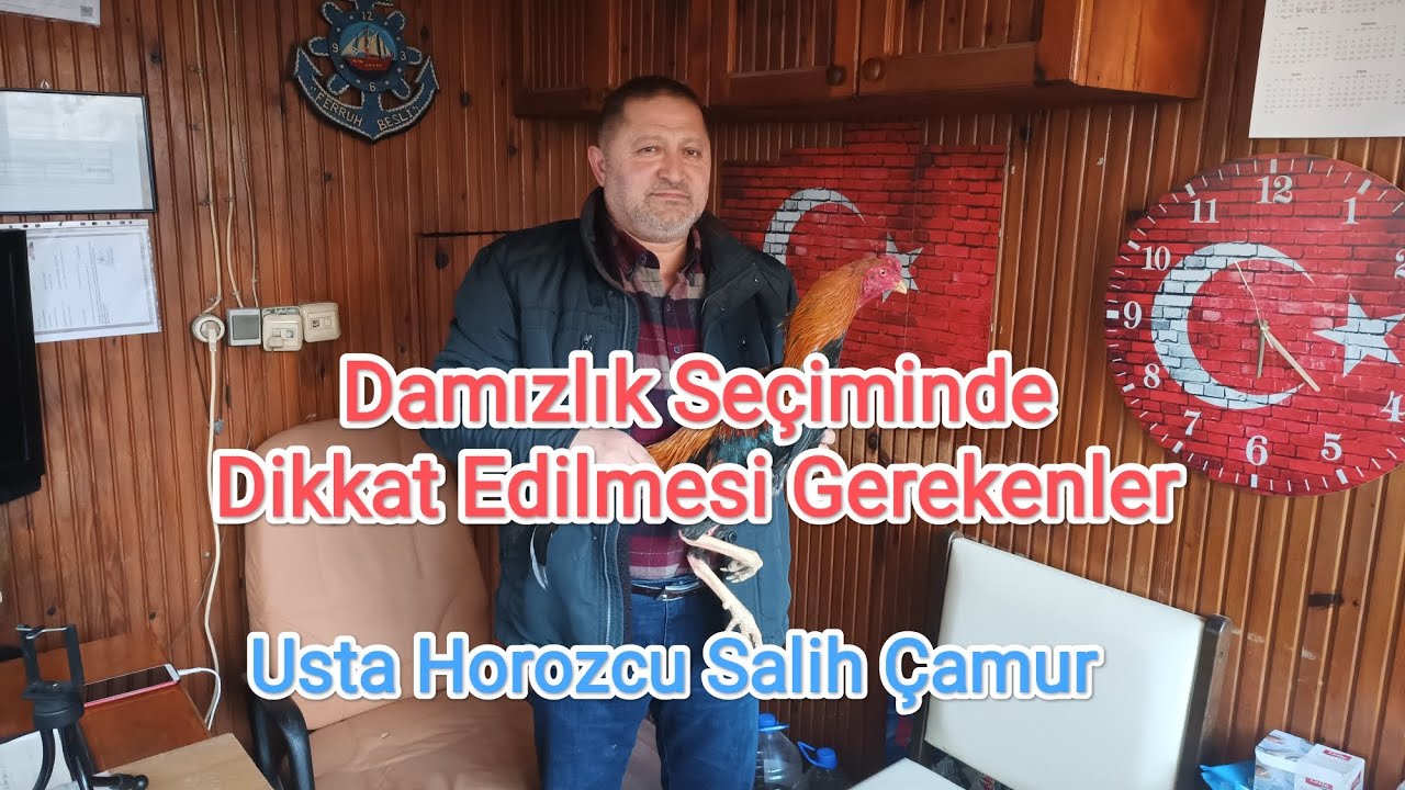 Damızlık Seçimi #Usta Horozcu Salih Çamur Anlatıyor.