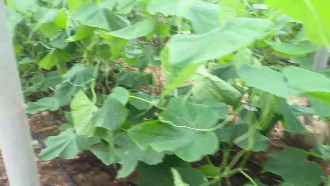 Prevención de plagas y enfermedades fúngicas en pepino
