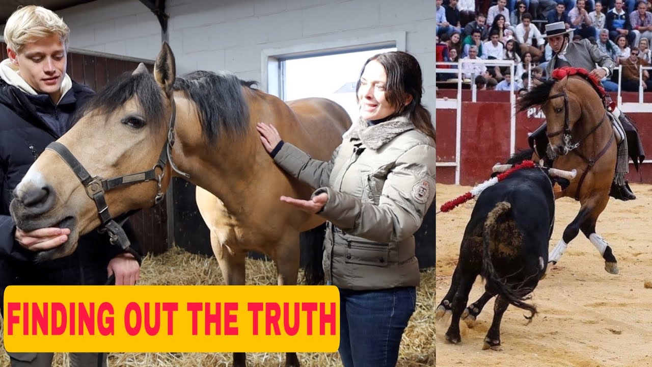 Horse Communicator беседует с бывшей лошадью, участвовавшей в корриде