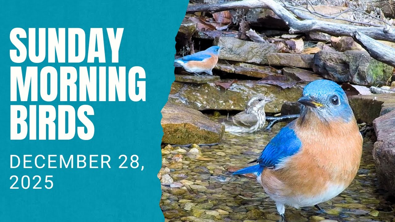 Warm Winter Days at the Bird Pond