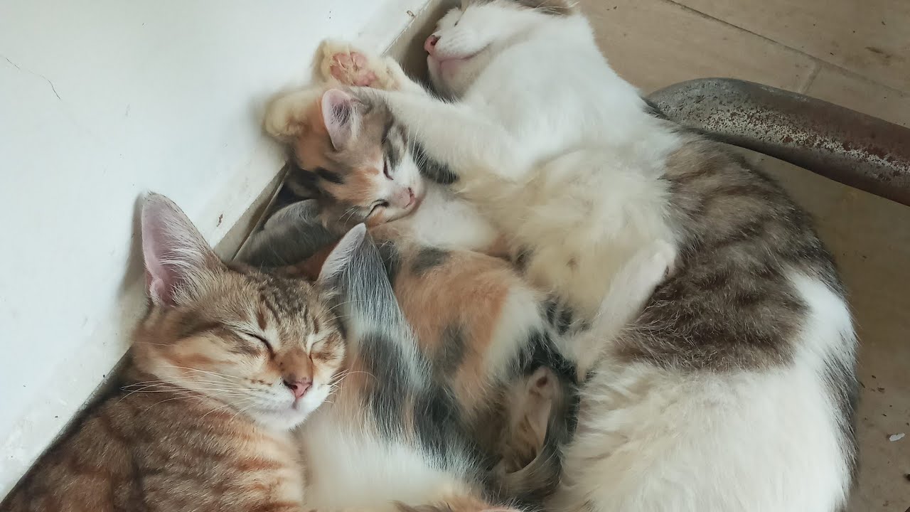 Cats & kittens are 841 & 750 & 676 & 593 & 492 & 475 & 427 & 351 & 236 & 198 & 98 & 258 &192 &90&56d