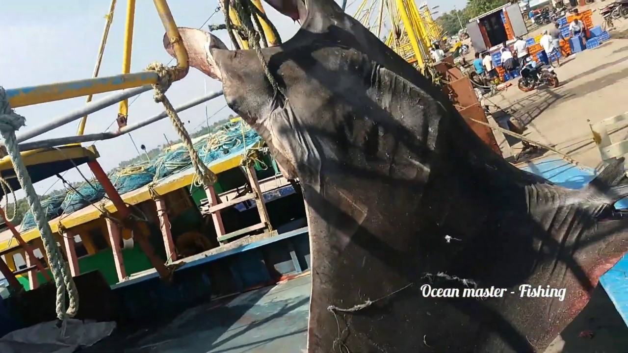 A giant manta ray fish, a king of the ocean