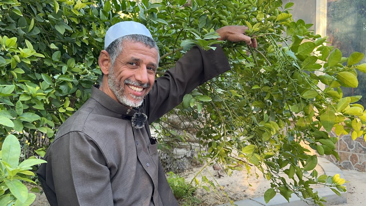 نجاح تقليم اللومي الحساوي وزهرة اللومي الذكريه والانثوية مع الزعيم ابوسلمان