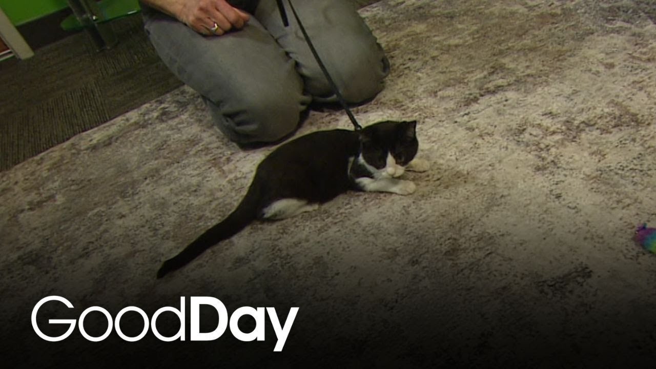 Yolo County foster cat is ready for his forever home