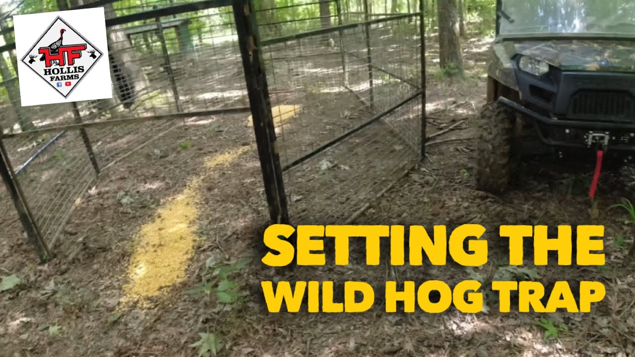 SETTING THE WILD HOG TRAP 🐗🐗🐗 And Logging