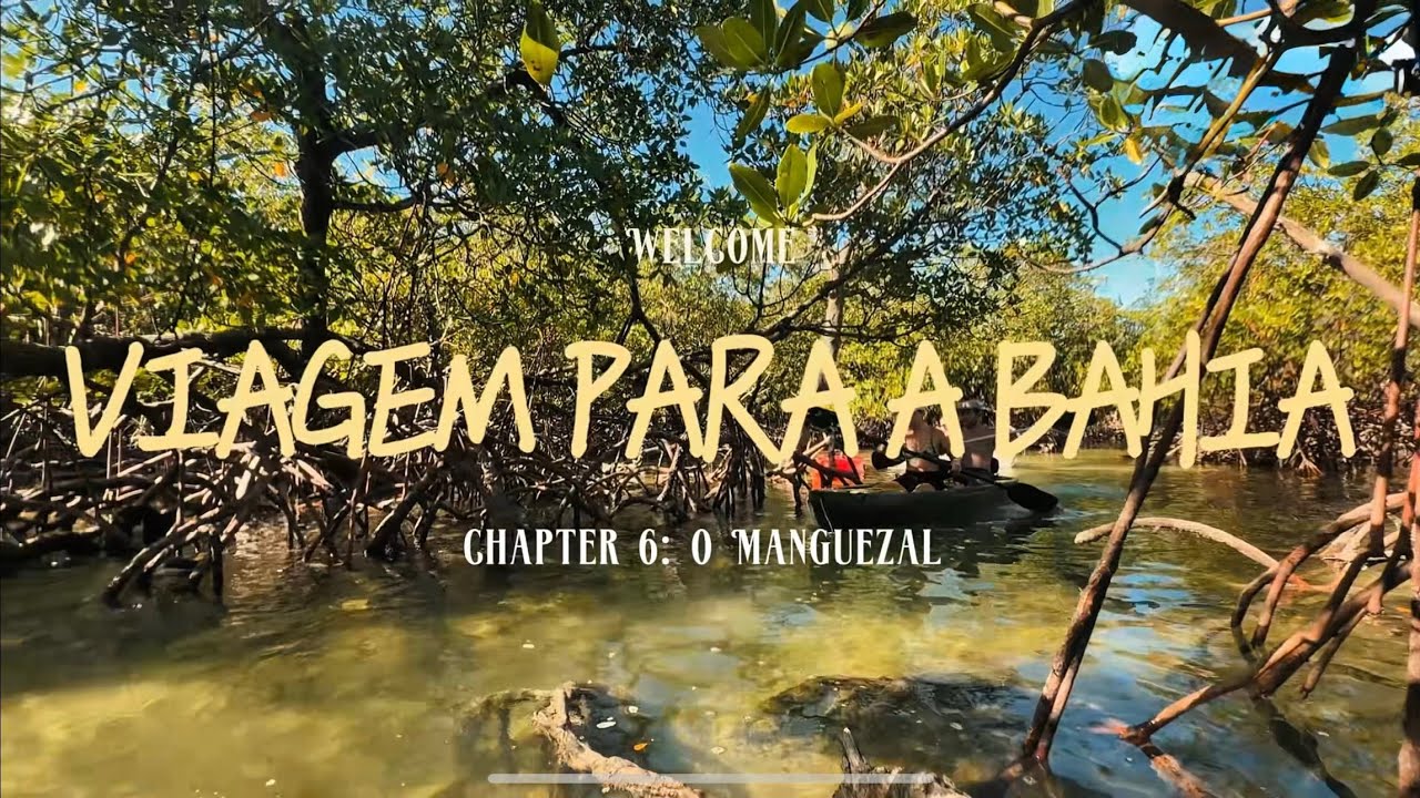 Viagem para a Bahia. Capítulo 6: O manguezal 