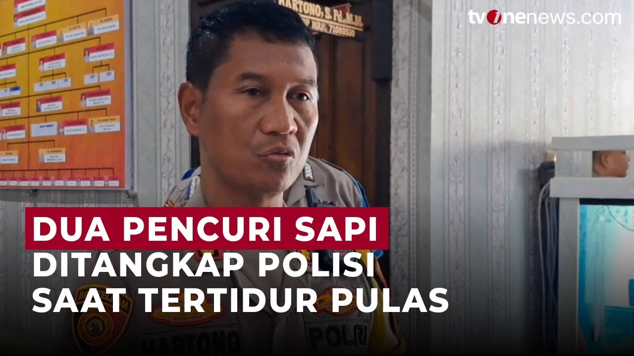 Lagi Tidur Nyenyak, Dua Pelaku Pencuri Sapi Disergap Polisi | OneNews Update