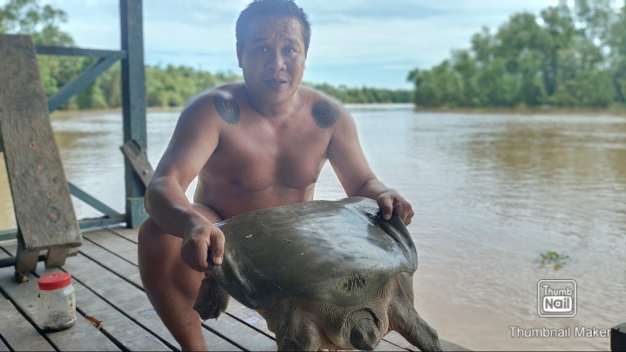 Pertualang Borneo Akhirnya Dapat Labi-Labi/Bulus Monster Dan Cara Potong Labi-Labi,Hasil Lumayan!!