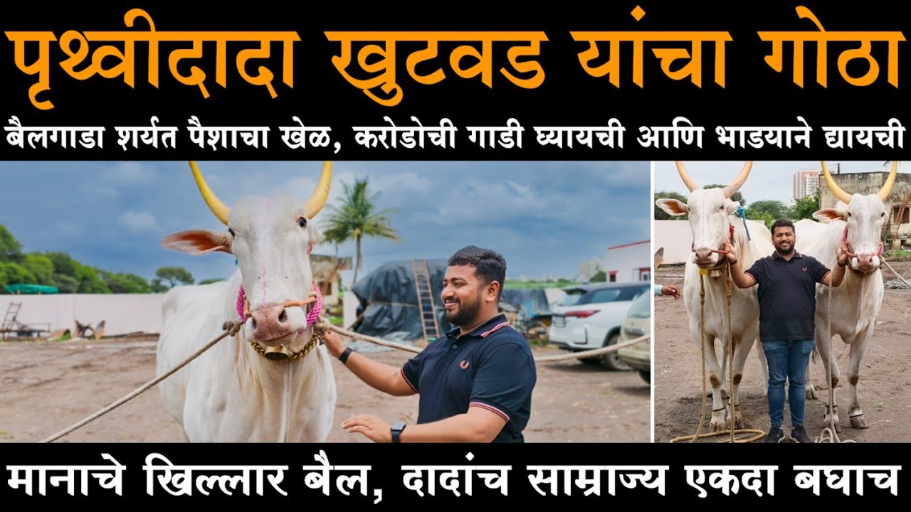 पृथ्वीदादा खुटवड यांचा फुरसुंगी येथील गोठा | मानाचे खिल्लार बैल, दादांच साम्राज्य एकदा बघाच