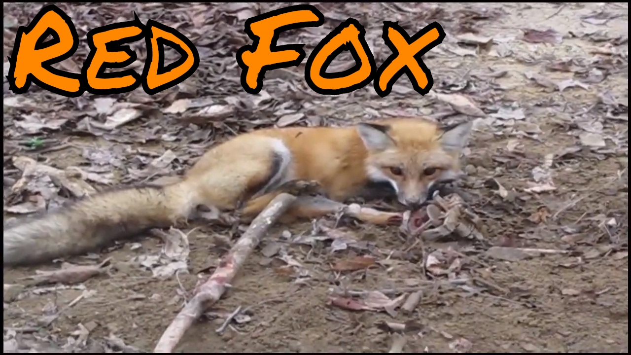 Trapping Red Fox with Footholds!