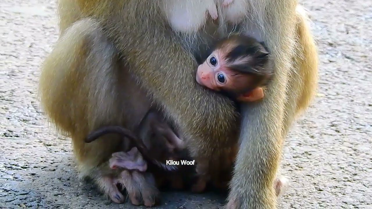 Discovery of the Smallest Baby Monkey in Amber Troop! 🐒💛
