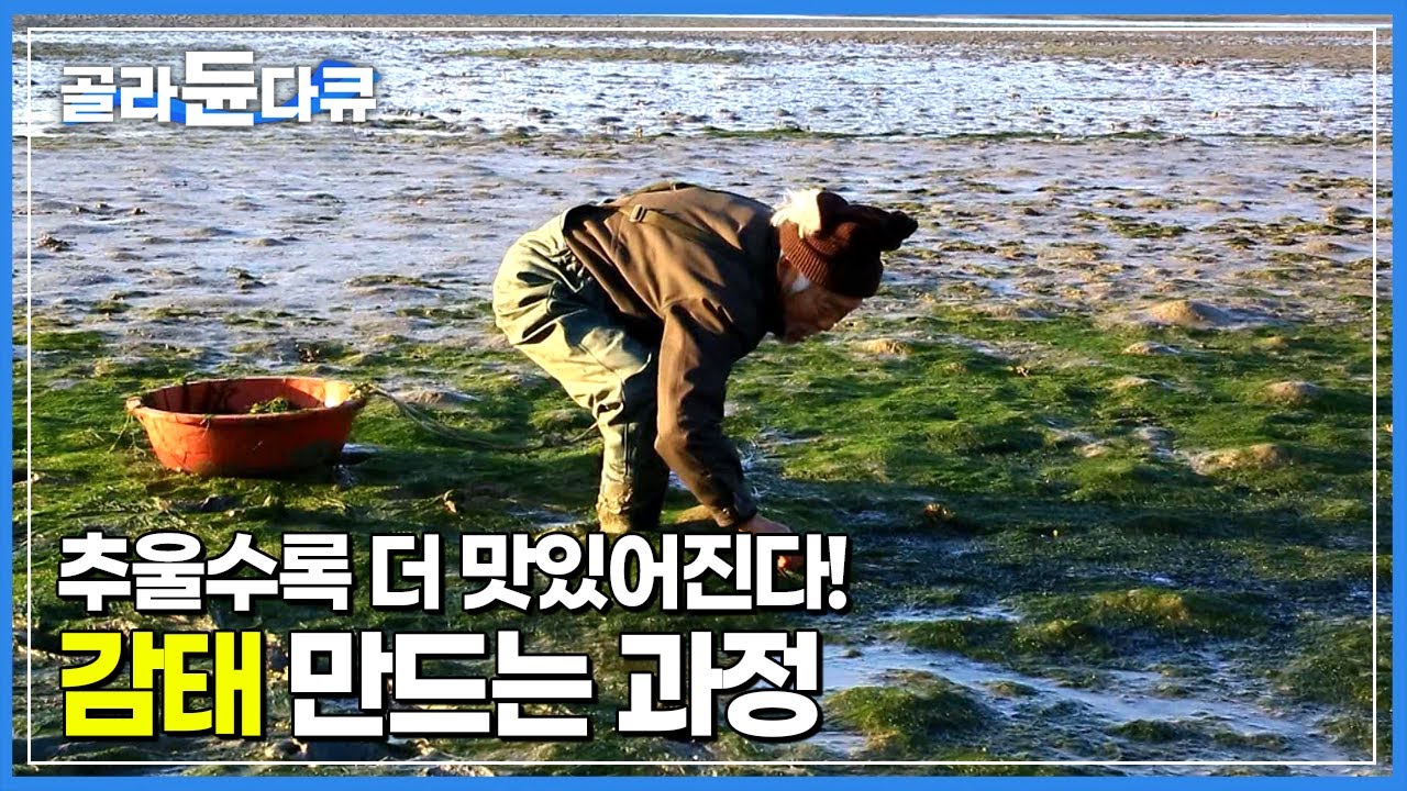 감태 말리느라 온통 초록빛인 마을! 추울수록 더 잘 자라는 감태에 고생이 이만저만이 아닌 할아버지│태안의 보물 감태│한국기행│#골라듄다큐