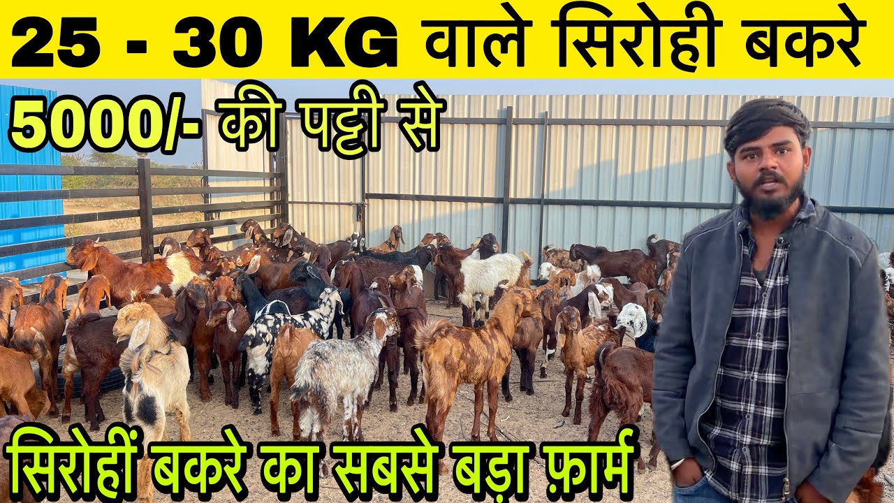 ₹5000 पट्टी के फार्मिंग बकरे ￼bakreid￼ तक हो जाएँगे 70kg तक के   | shiv Goat farm Ajmer