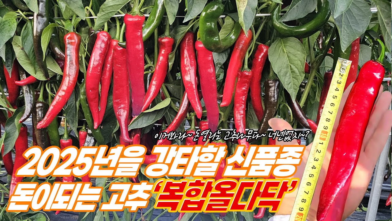 [복합올다닥] 2025년 돈되는 고추가 있다?? 돈길💰︎만 걸으실 농민분들 제대로 모시겠습니다 커몽!(경상도 안동, 봉화, 괴산, 장흥 / 전라도 / 충청도 안면 농민들 모여랏!)