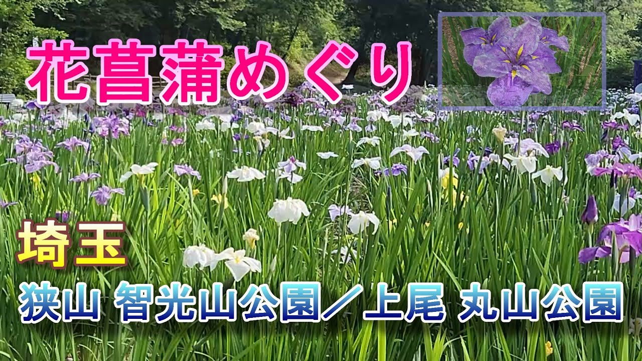 埼玉の花菖蒲めぐり 智光山公園 丸山公園 花しょうぶ園 Japanese flower iris