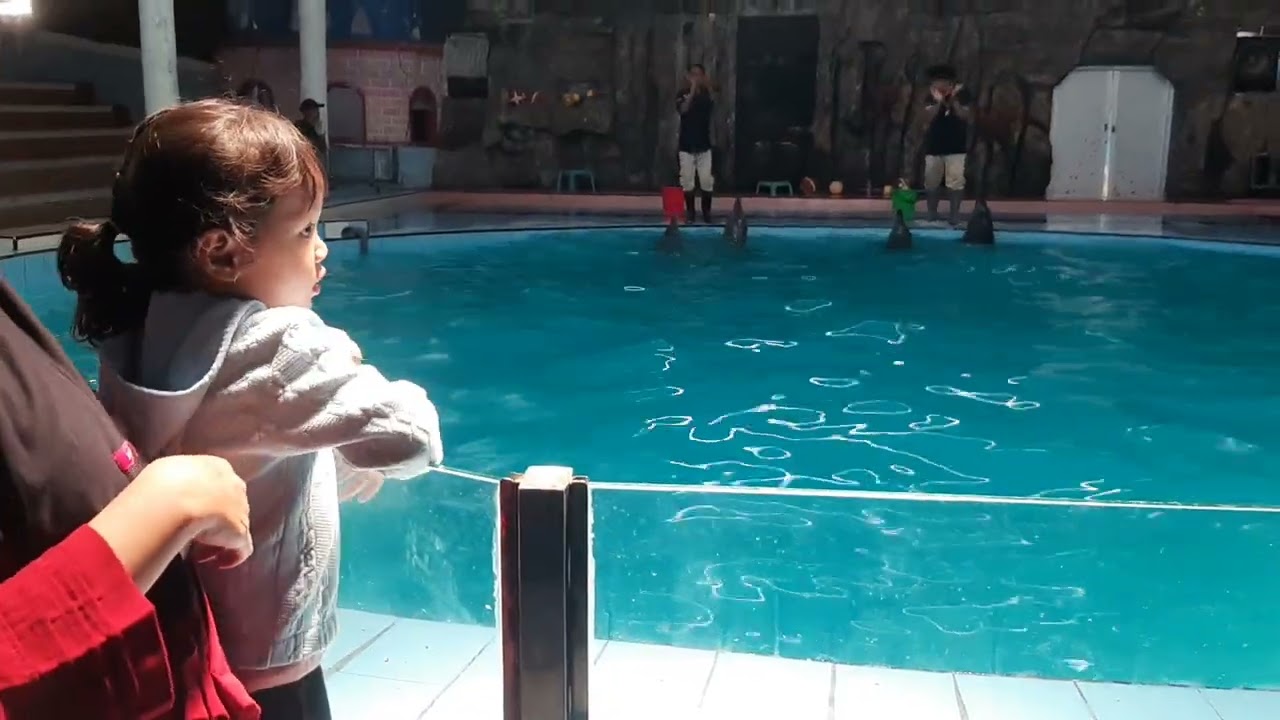 Dolphin lumba-lumba pantai cahaya kendal