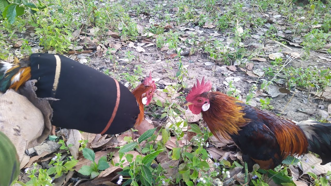 bẫy gà rừng mới nhất gà đã về đội 