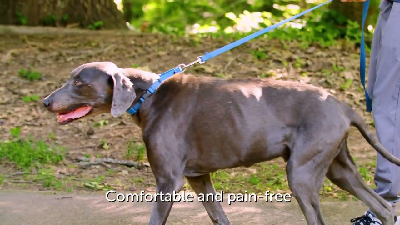 How to Fit and Use the PetSafe® Soft Point Training Collar