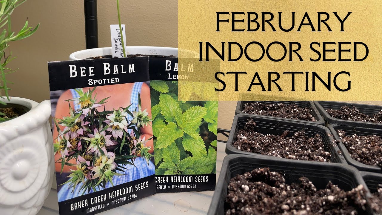 February Indoor Herb & Flower Seed Starting - Bee Balms and Lemon Balms - Minnesota Zone 4 Gardening