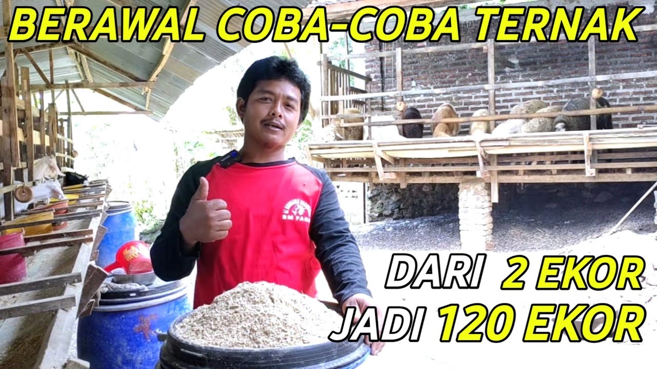 Hampir Putus Asa Kini Sukses Ternak Domba Dari 2 Ekor Jadi 120 Ekor | Cerita Peternak Sukses