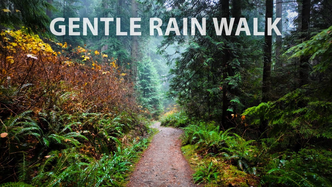 Gentle Rain Hike Through a Lush Temperate Rainforest, North Vancouver BC Canada