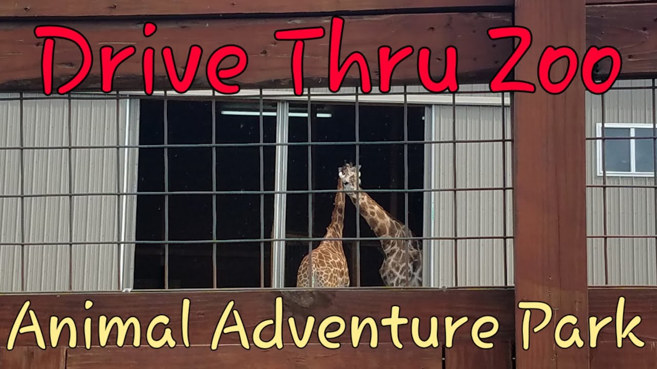 Drive Thru Zoo - Animal Adventure Park