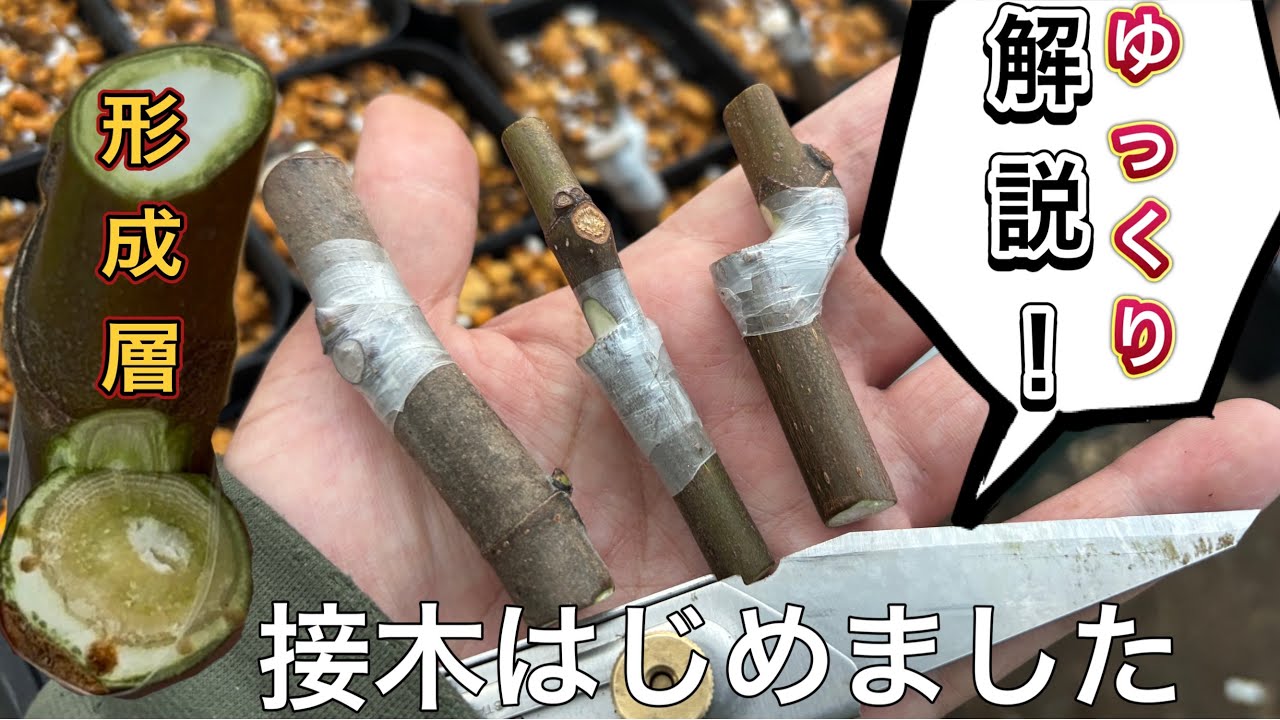 【イチジク接木】2025年も接木はじめました。簡単な2種類の方法をゆっくり解説！ポイントは形成層を合わせるだけ。