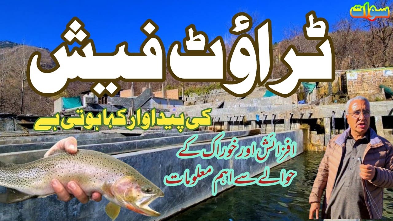Trout Fish Farming in Pakistan | Trout Fishing in Swat | Travel in Pakistan | Fish Food of Tourists