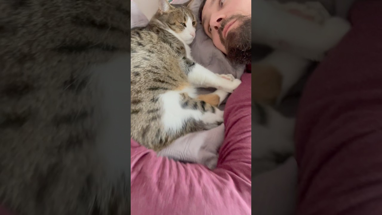 Кот и Муж ❤️Любовь с первого взгляда 😃#cat #family #vlog
