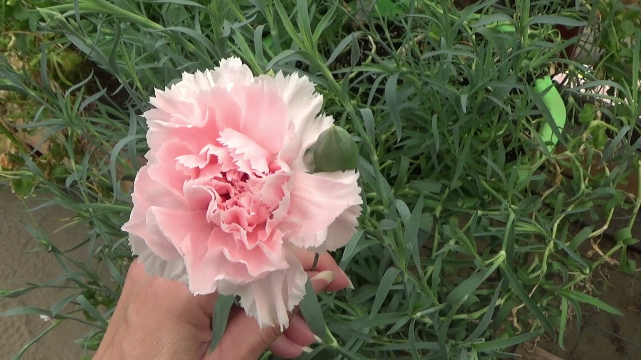 Carnation Seedlings Bloomed, Carnation Mini Bouquet Design, Chabaud La France Carnations
