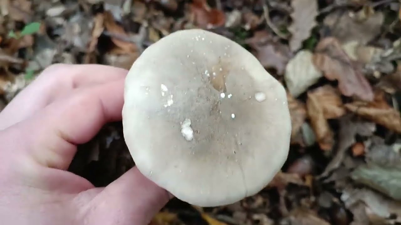 Prospection Champignons 🍄&zwj;🟫😉👍 (11/11/2024)
