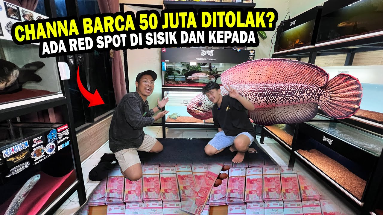 KOK BISA? BARCA RED SPOT 50 JUTA? DULU GUDANG MARU FULL BUNGA SEKARANG GUDANG BARCA