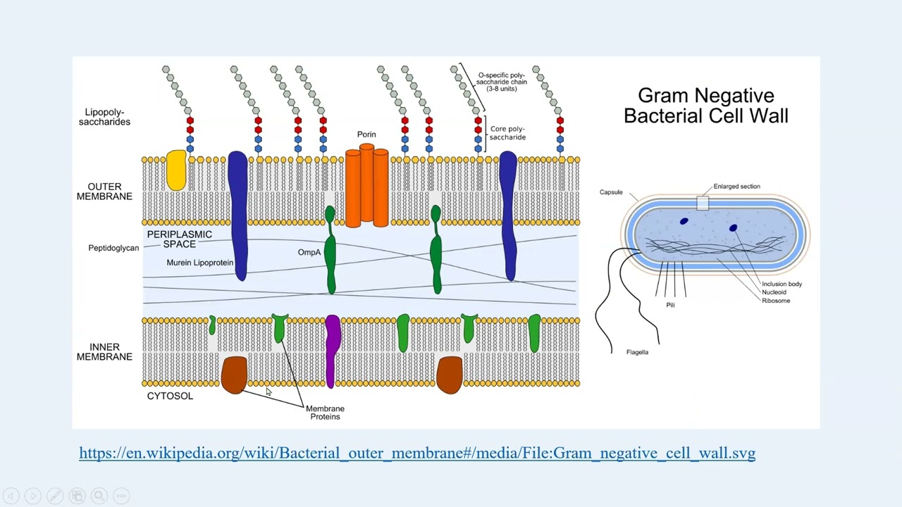 Polisaxaridlarning immunogen va immunomodulyator ta'sirlari