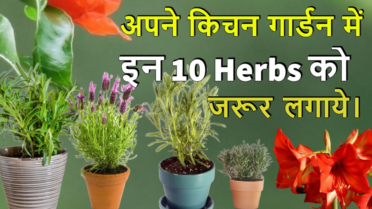 इन 10 Herbs Plant को जरूर उगाये।10 Medicinal Herbs Plant For Kitchen