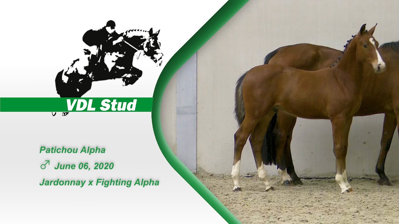 Patichou Alpha (Jardonnay VDL x Fighting Alpha), colt, born 10-06-2020