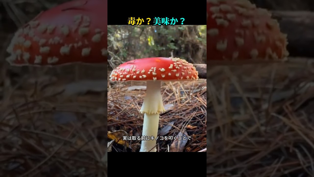 毒か美味か？叩くことでわかるキノコの真実！