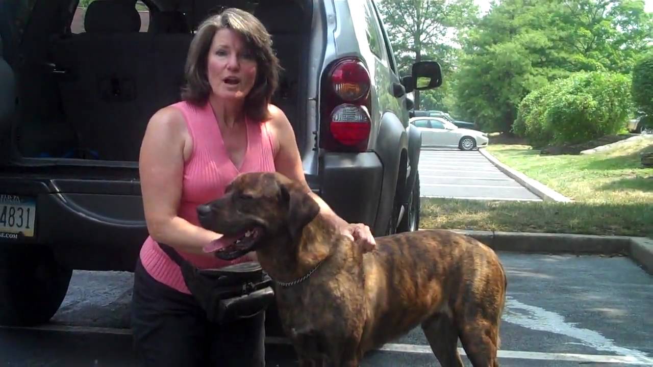 Safe Car Travel for Your Dog