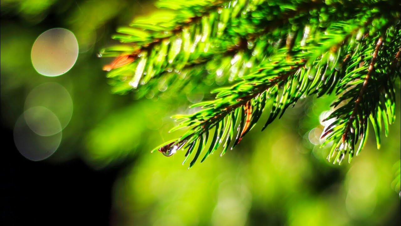 Ян Сибелиус 