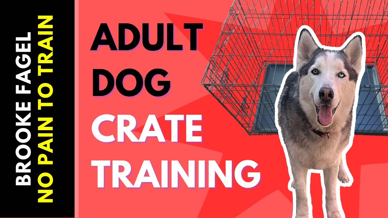 Crate Training - Adult Dogs