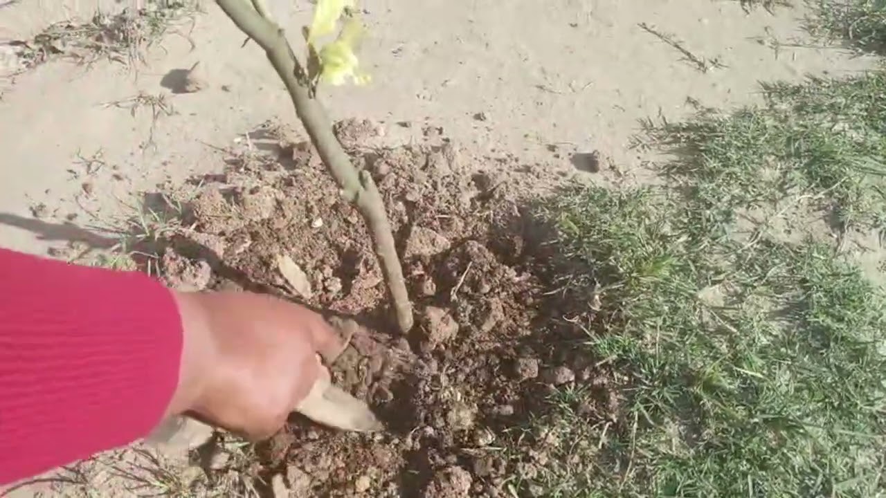 ਘਰ ਵਿੱਚ ਇਹ ਸੇਵਾ ਵੀ ਜ਼ਰੂਰੀ ਹੈ 
