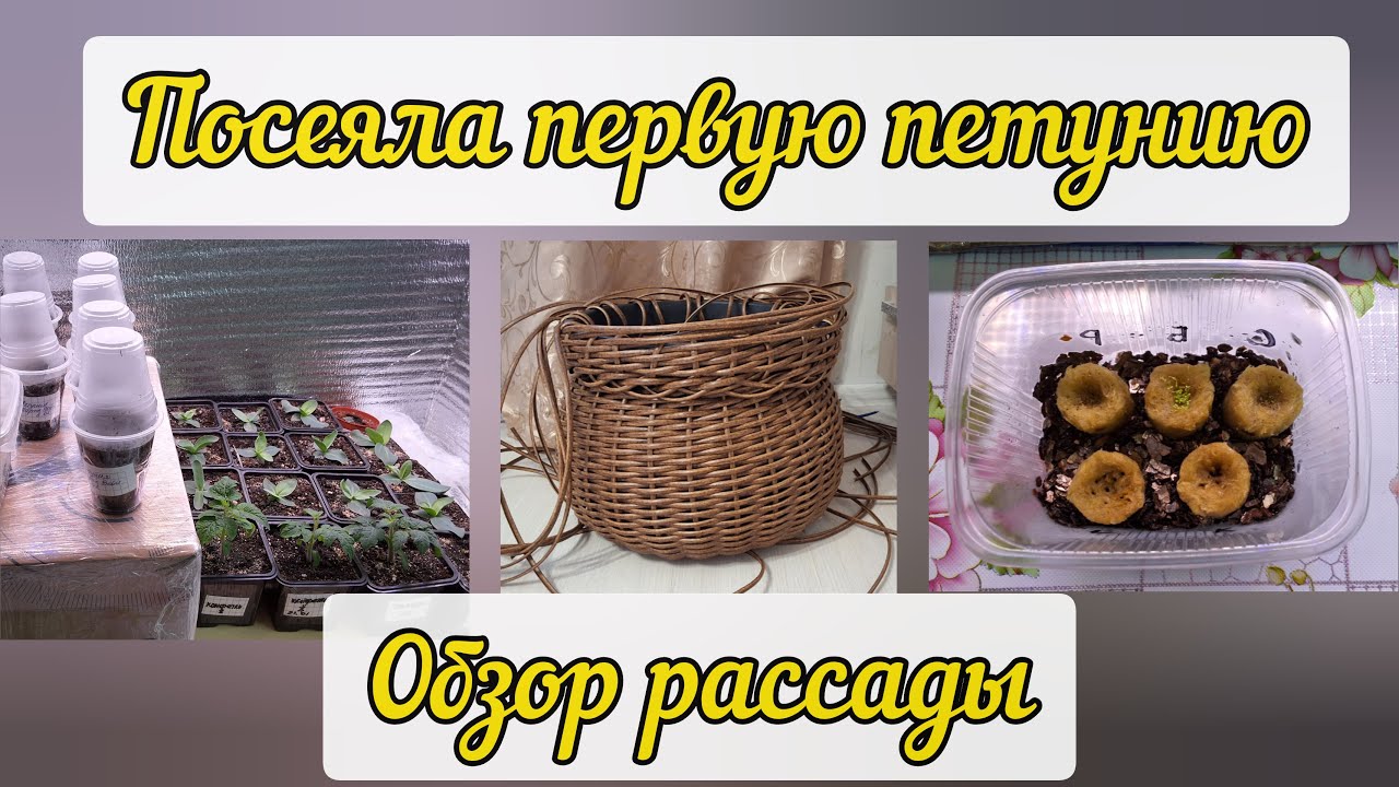 Первые посевы петунии и острого перца. Обзор рассады. Новое кашпо.