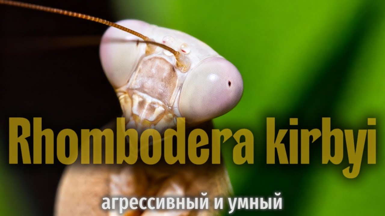 Агрессивный и умный хищник, который подрожает листу. Rhombodera Kirby 