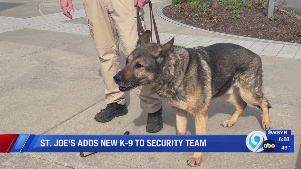 Working like a dog: Retired police K-9 added to St. Joseph's Health security