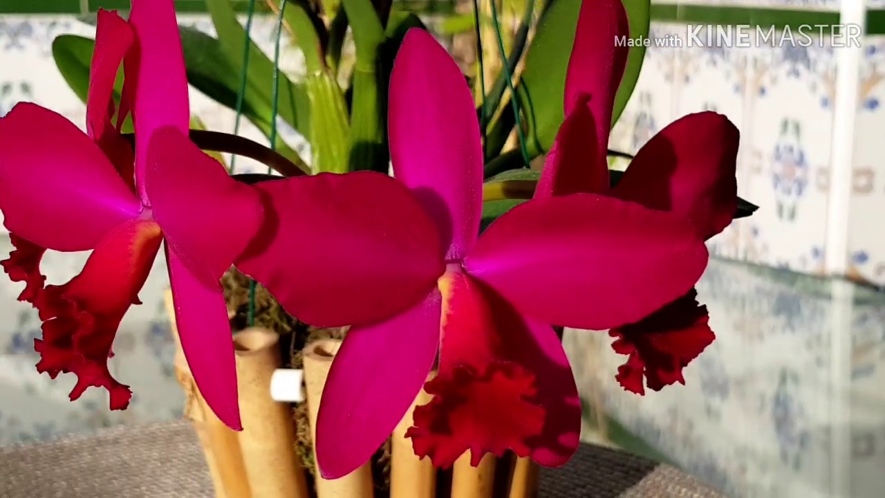 Cattleya Slc Love Castle