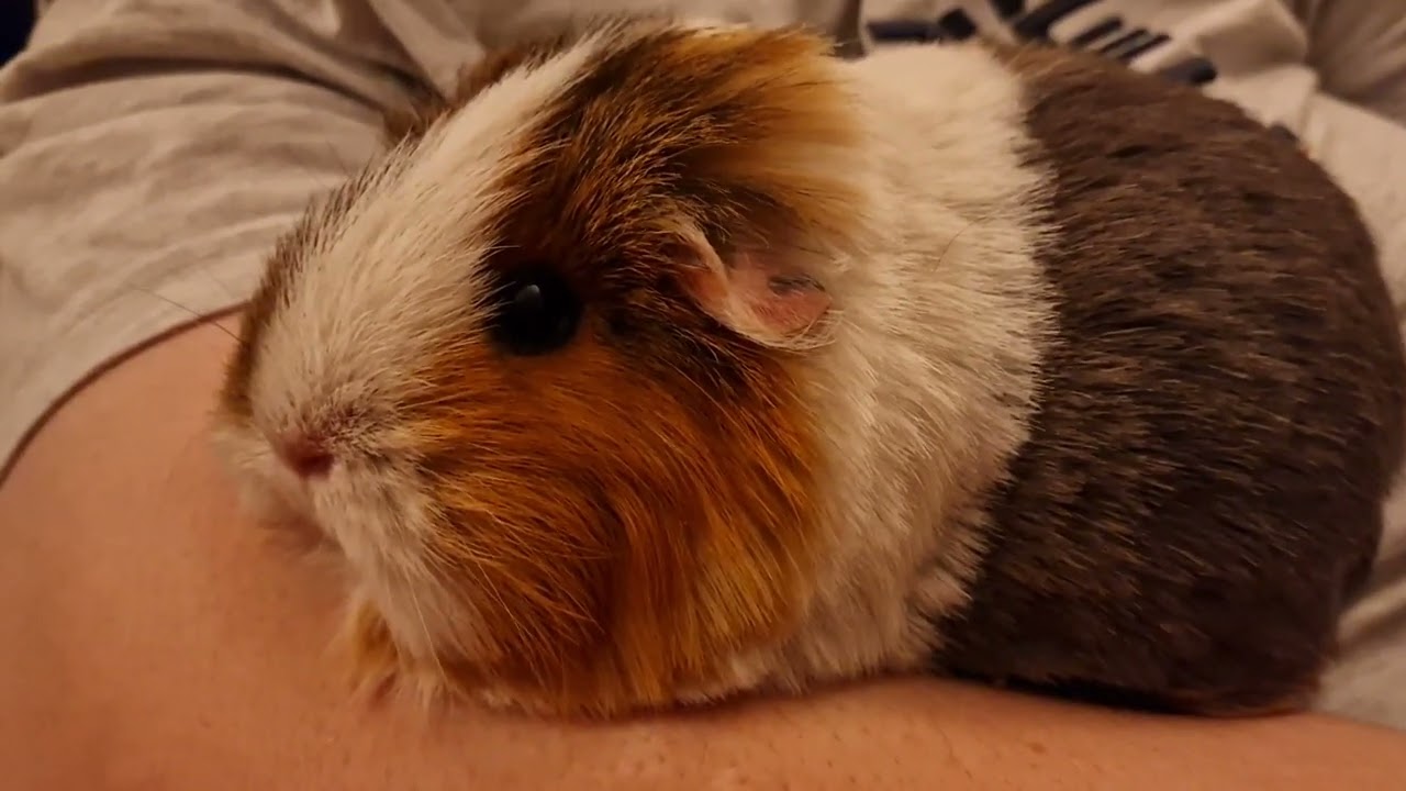 Couch Potato 🤩😍